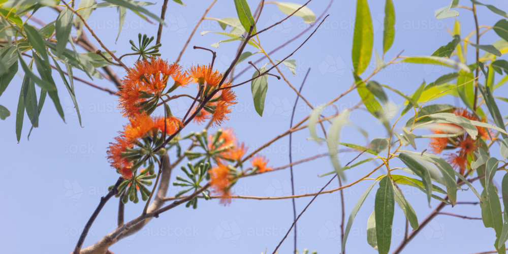 Eucalyptus phoenicea - orange flower on Scarlet Gum tree - Australian Stock Image