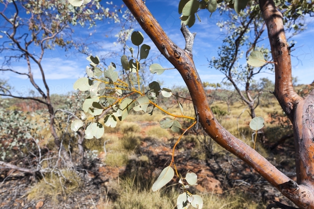 Eucalyptus shrubs in arid landscape - Australian Stock Image