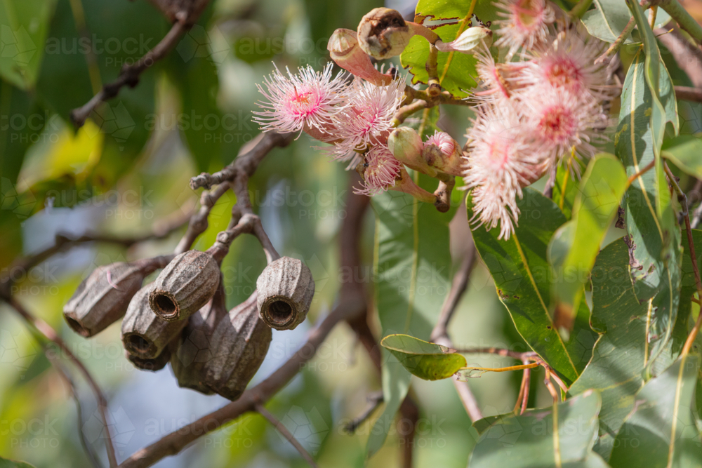 Eucalyptus - Swamp Bloodwood with pink red flowers - Australian Stock Image