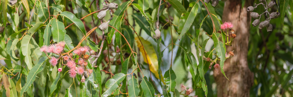 Eucalyptus - Swamp Bloodwood with pink red flowers - Australian Stock Image