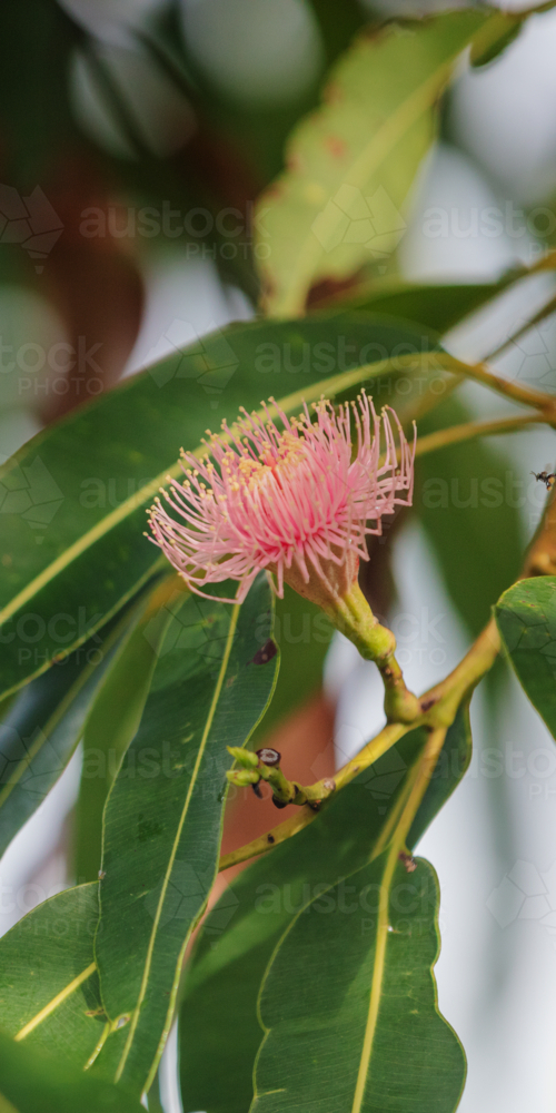Eucalyptus - Swamp Bloodwood with pink red flowers - Australian Stock Image