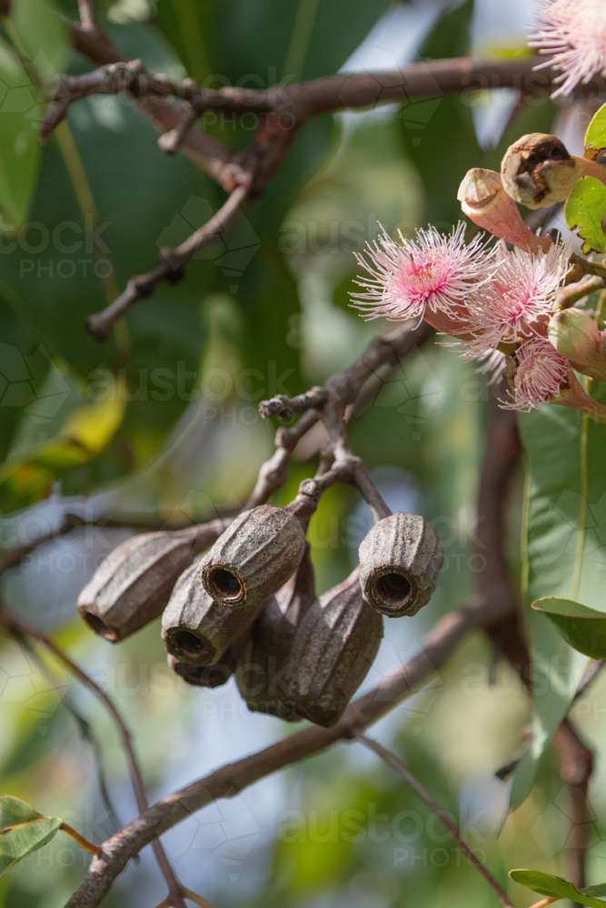 Eucalyptus - Swamp Bloodwood with pink red flowers - Australian Stock Image