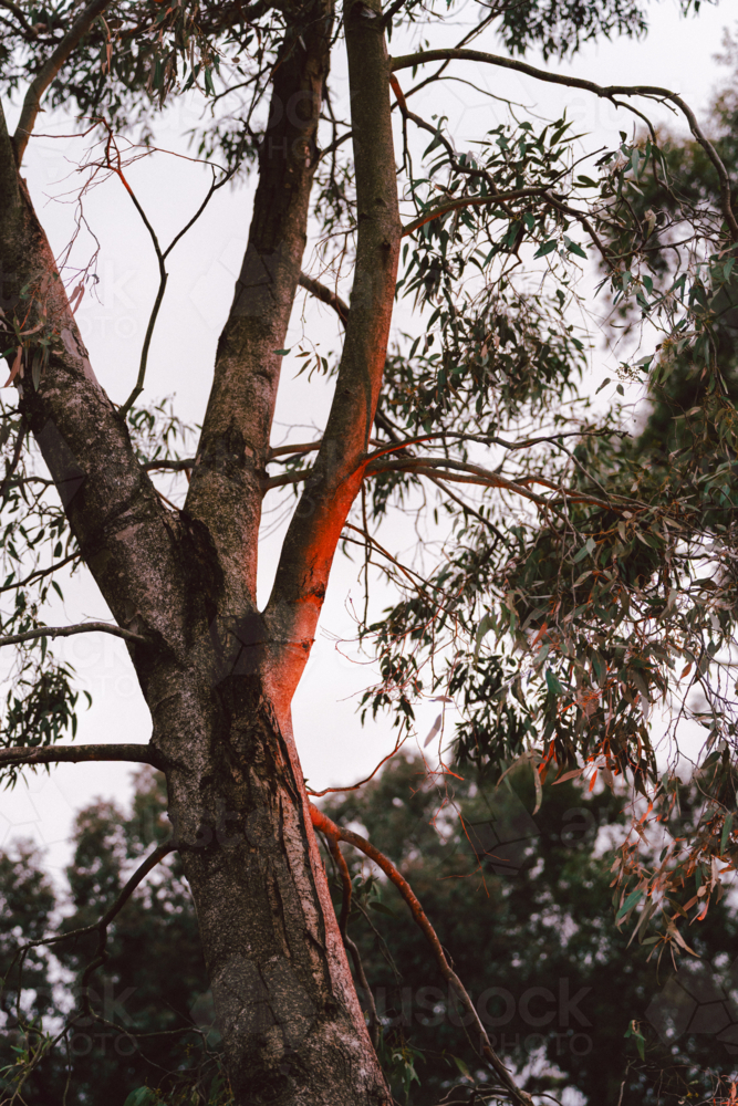 Eucalyptus tree and branches glowing in warm sunlight - Australian Stock Image