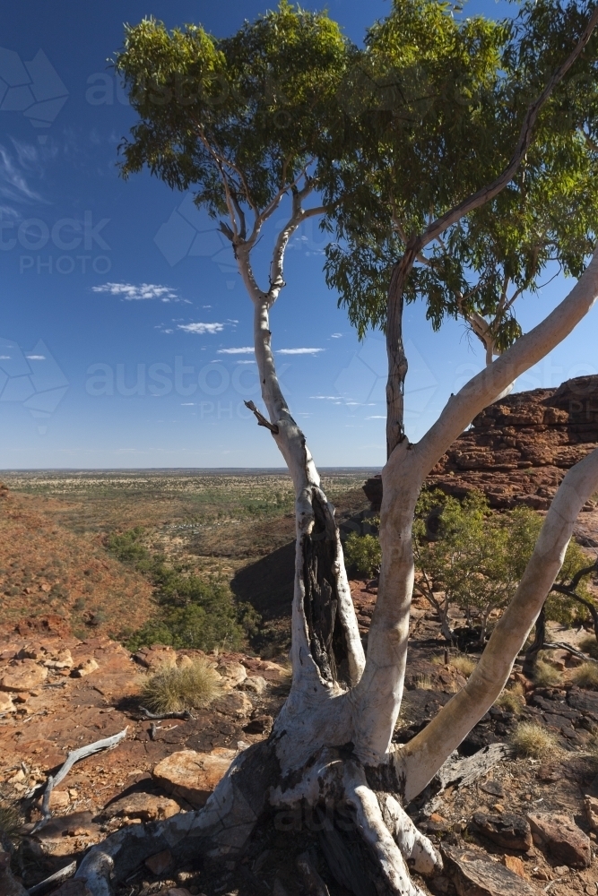 Eucalyptus tree at Kings Canyon - Australian Stock Image