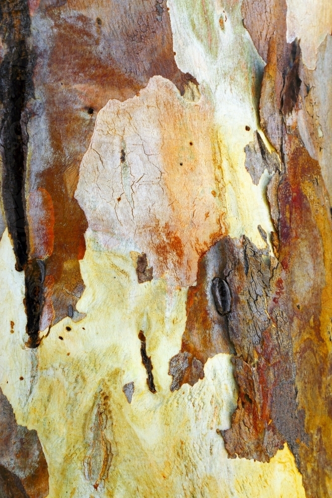 Eucalyptus tree bark patterns and textures - Australian Stock Image
