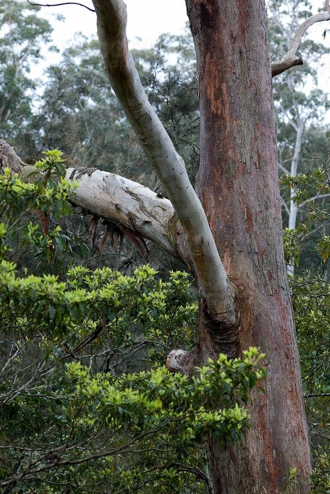 Eucalyptus tree in forest - Australian Stock Image