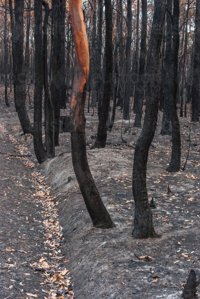 Eucalyptus tree trunks  and fallen leaves after the bushfire - Australian Stock Image