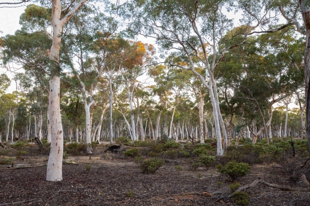 Eucalyptus trees in Dryandra woodland environment - Australian Stock Image