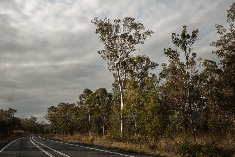 eucalyptus trees lining the Bruce Highway in Central Queensland - Australian Stock Image