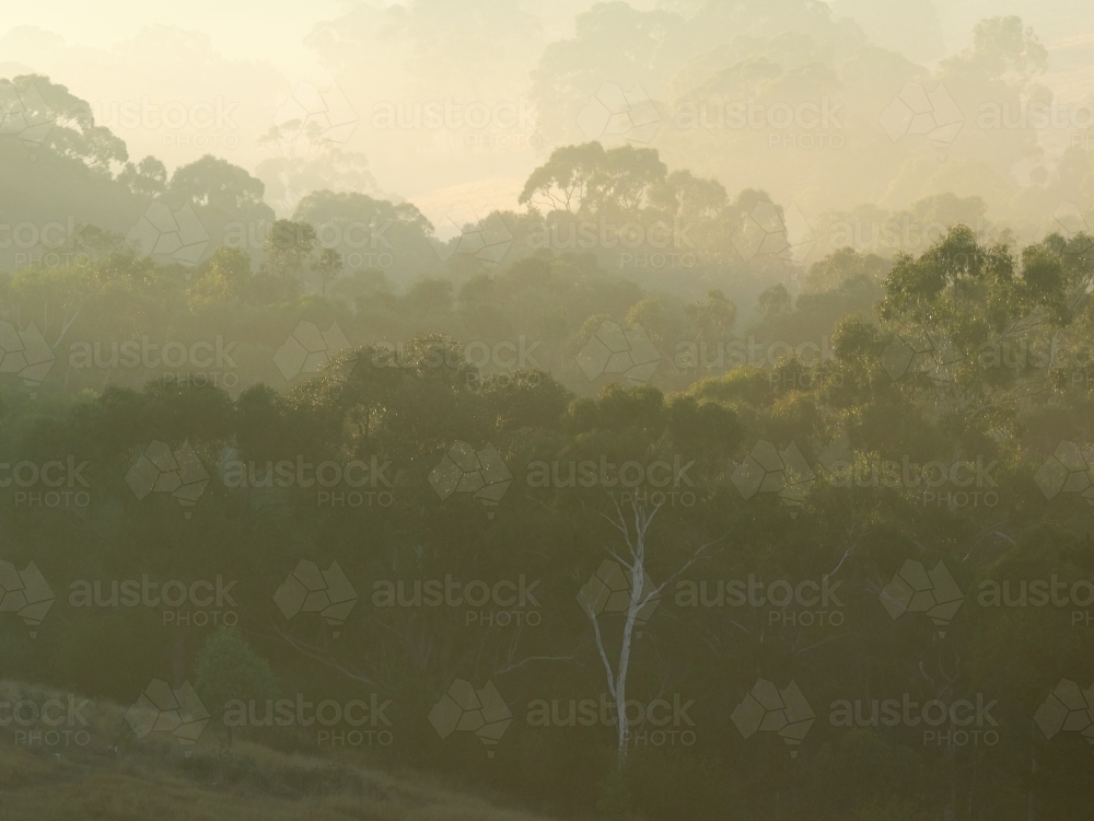 Eucalyptus Trees on a Hill in Morning Haze - Australian Stock Image