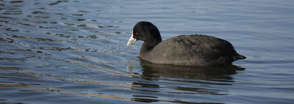Eurasian Coot on water - Australian Stock Image