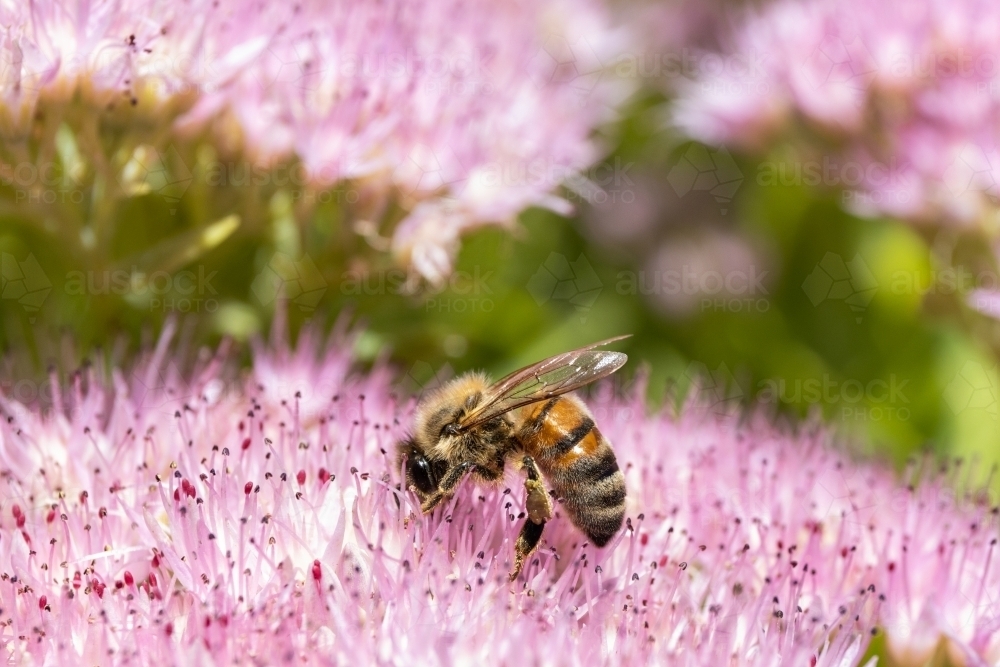 European honey bee on a pink flower - Australian Stock Image