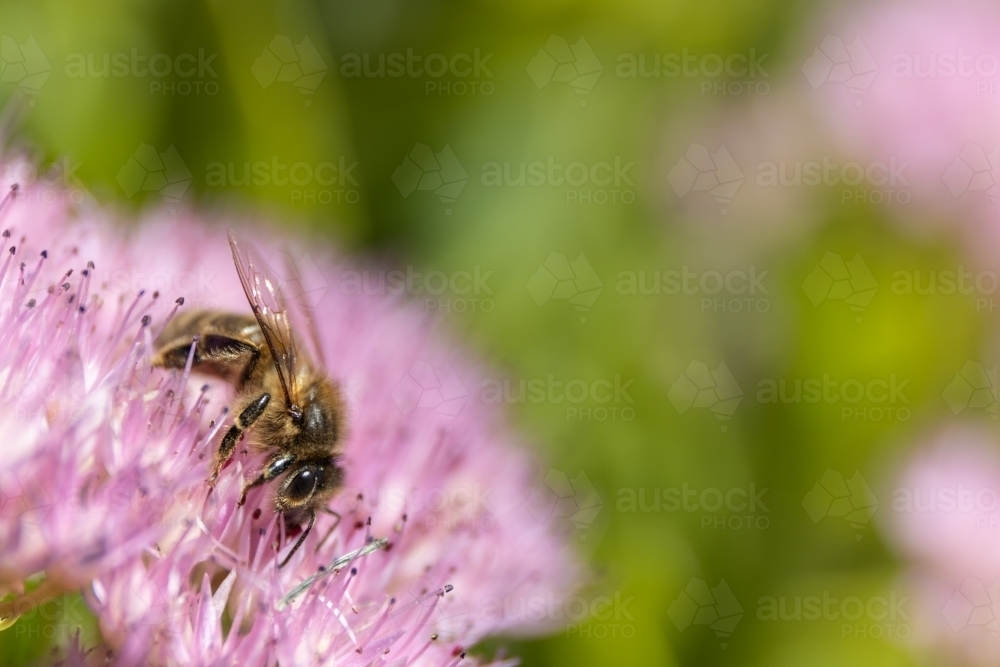 European honey bee on a pink flower - Australian Stock Image