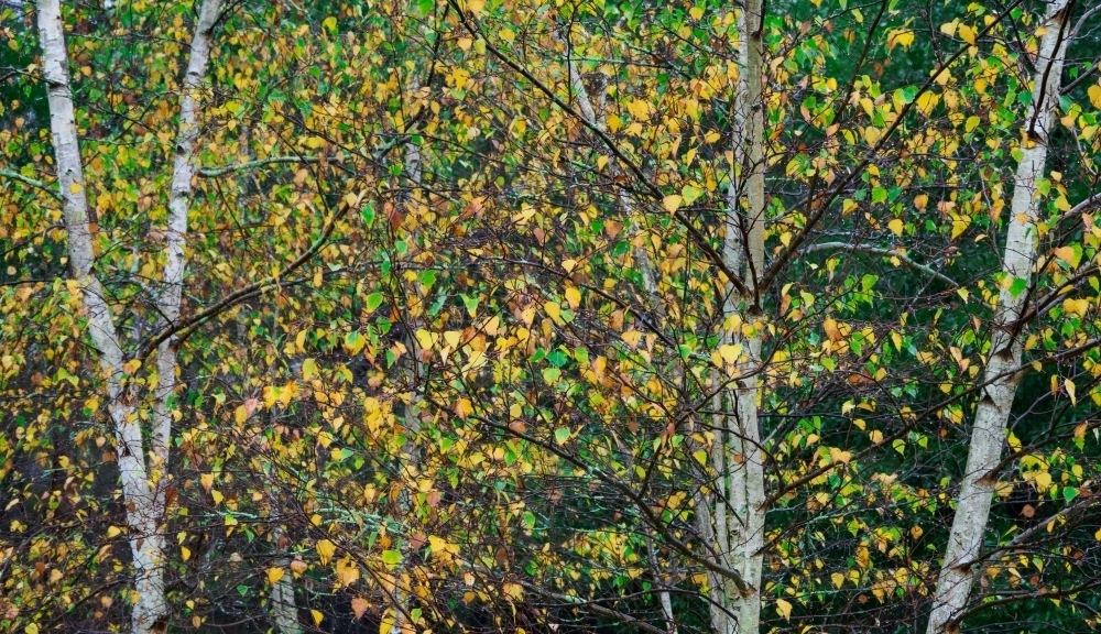 European White Birch Trees in Autumn - Australian Stock Image