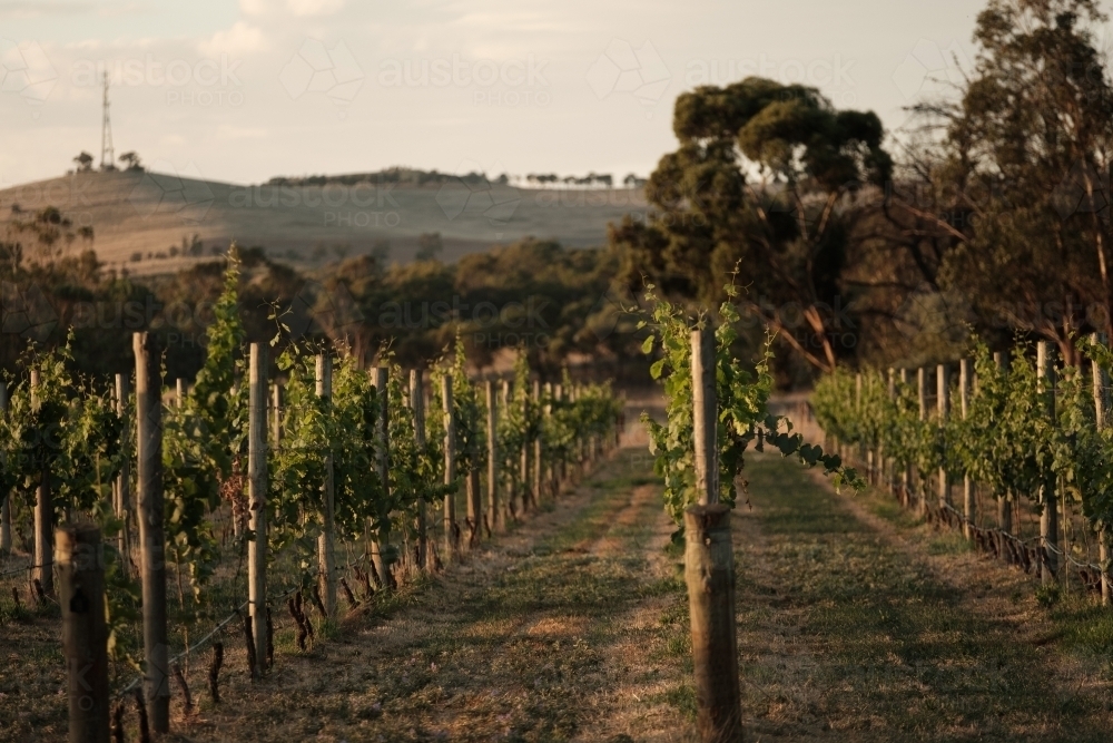 Evening Light on Green Vineyards in the Clare Valley of South Australia - Australian Stock Image