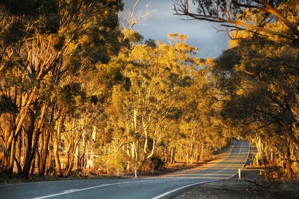 Evening light through trees along country road - Australian Stock Image