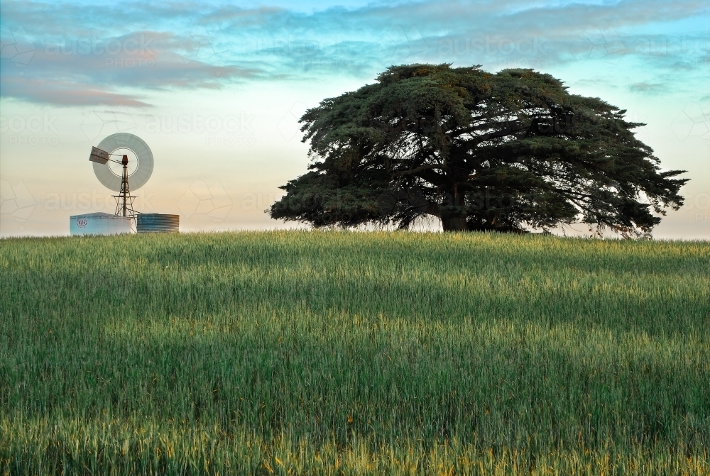 Evening light with windmill, lush crop and cypress tree - Australian Stock Image