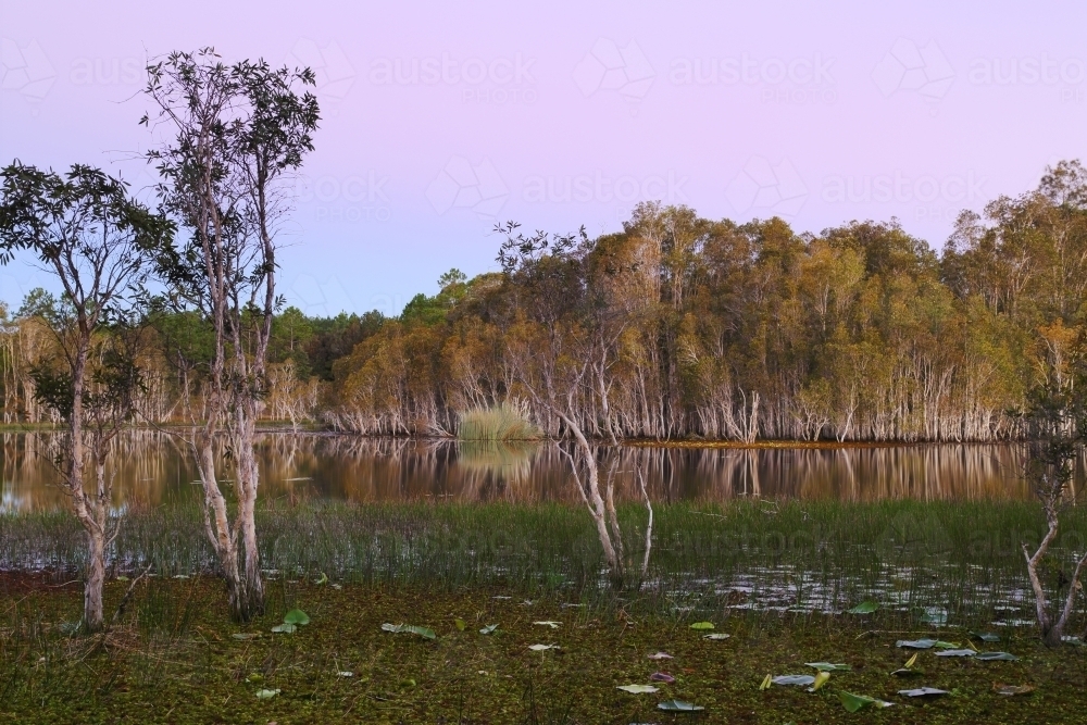Evening pastels bathing the wetlands at Ewen Maddock Dam - Australian Stock Image