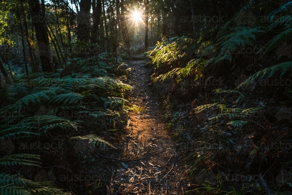 Evening shot down path through ferns in the wilderness - Australian Stock Image