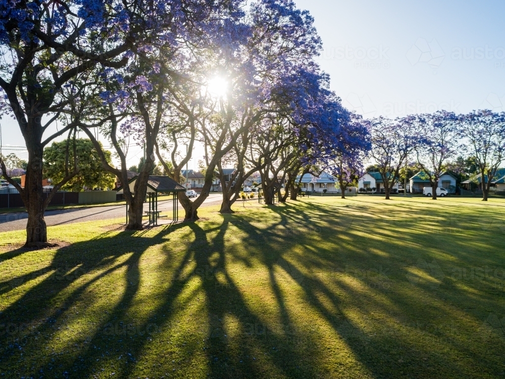 Evening sunlight through purple flowering jacaranda trees and long shadows in park - Australian Stock Image