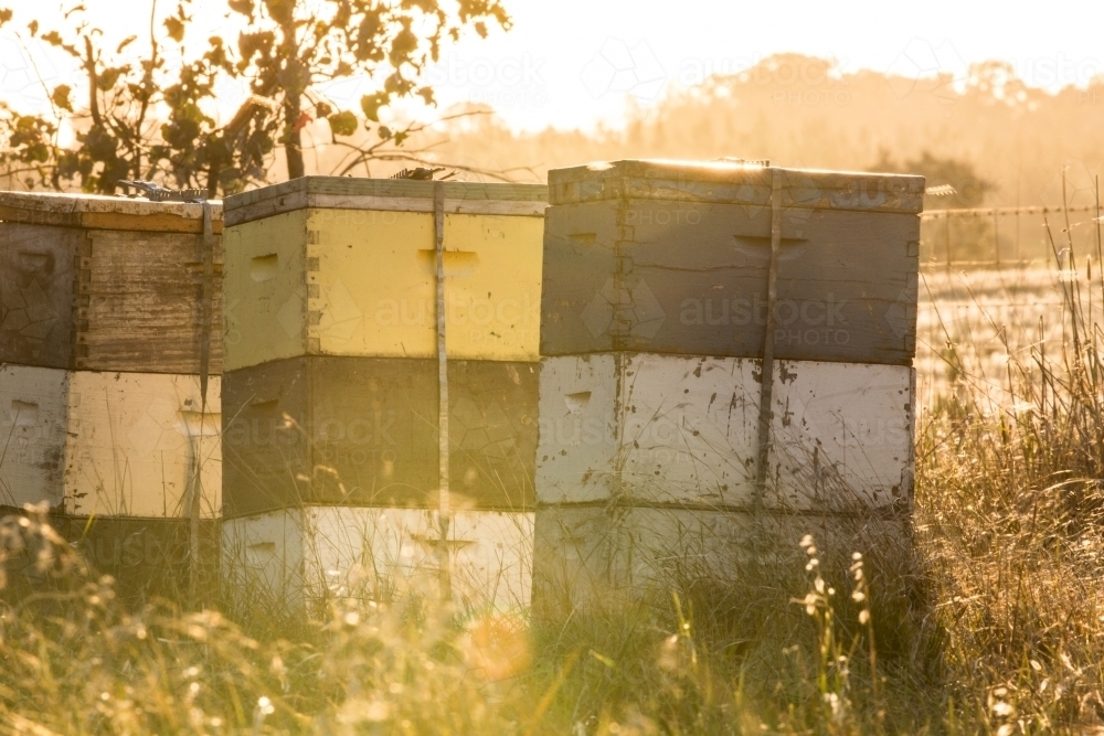 evening sunlight with beehives - Australian Stock Image