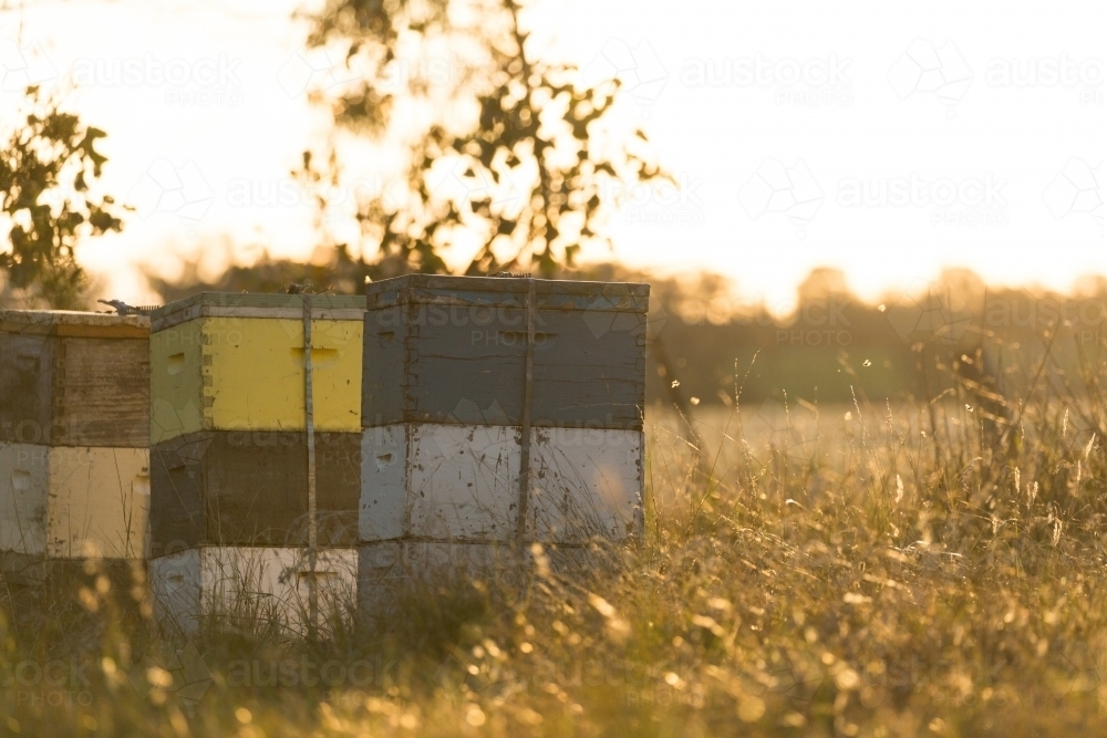 evening sunlight with beehives - Australian Stock Image