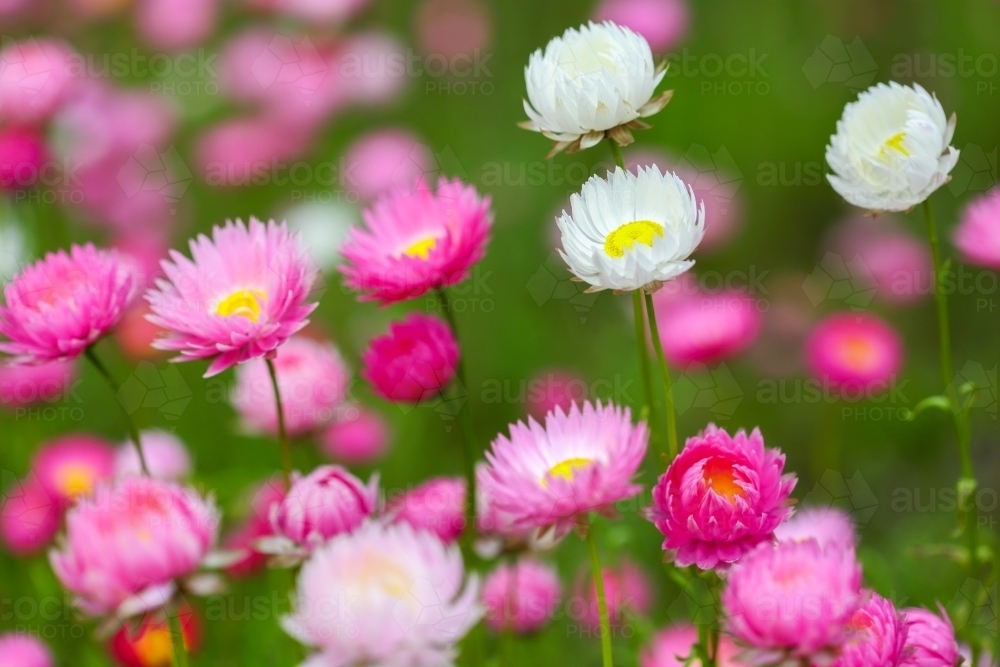 Everlasting Daisies, or everlastings, in bloom - Australian Stock Image