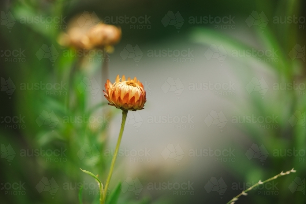 Everlasting daisies growing in lush cottage garden with copy space - Australian Stock Image