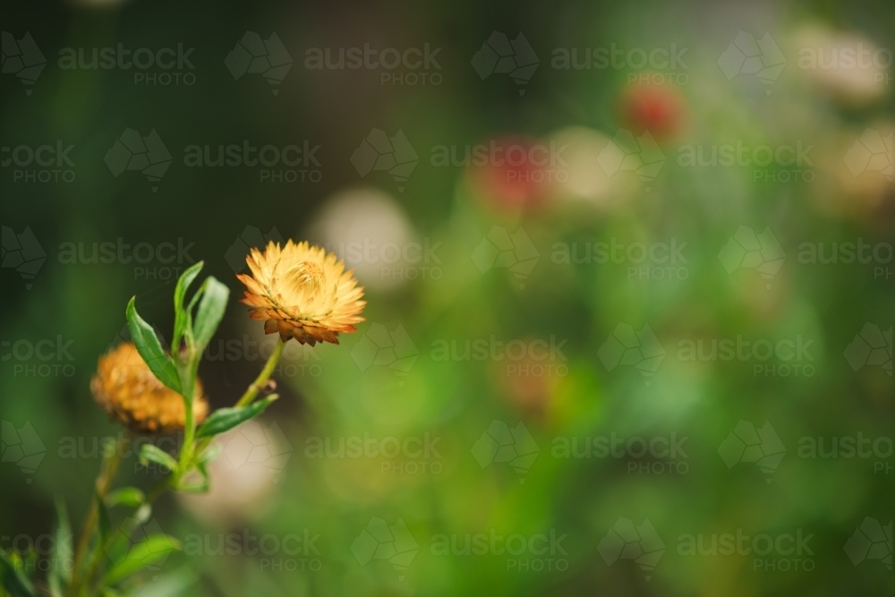 Everlasting daisies growing in lush cottage garden with copy space - Australian Stock Image