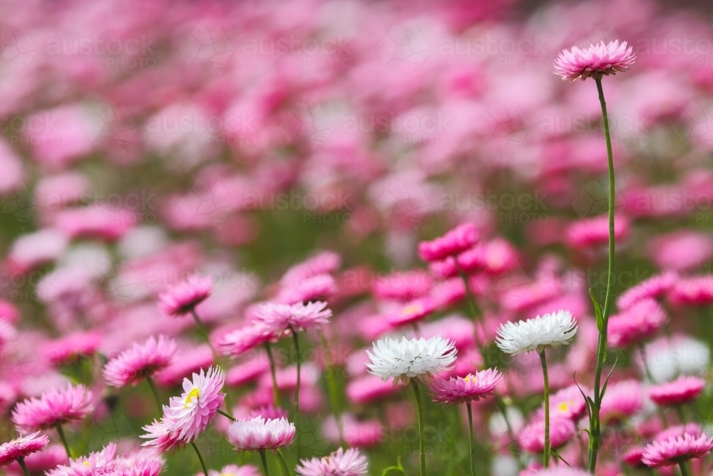 Image of Everlasting Daisies in Kings Park, Western Australia