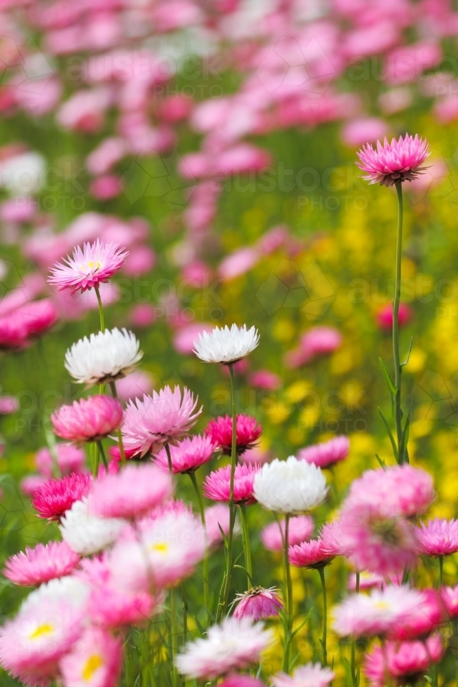 Image of Everlasting Daisies in Kings Park, Western Australia