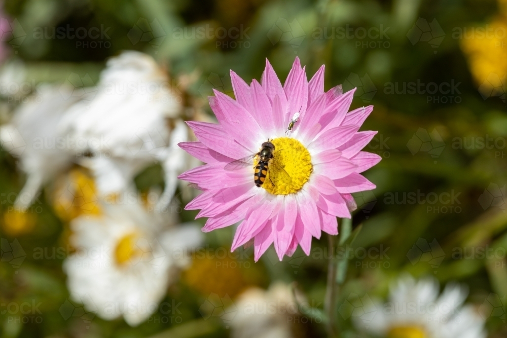 everlasting daisy with hover fly - Australian Stock Image