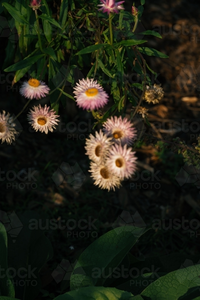 everlastings flower - Australian Stock Image