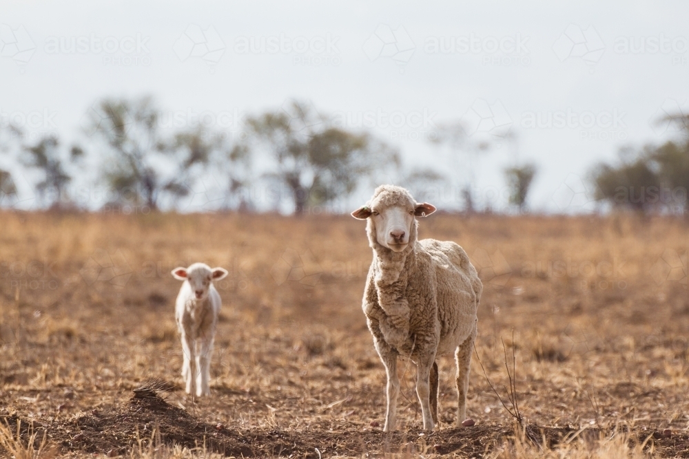 Ewe and lamb alone in paddock - Australian Stock Image