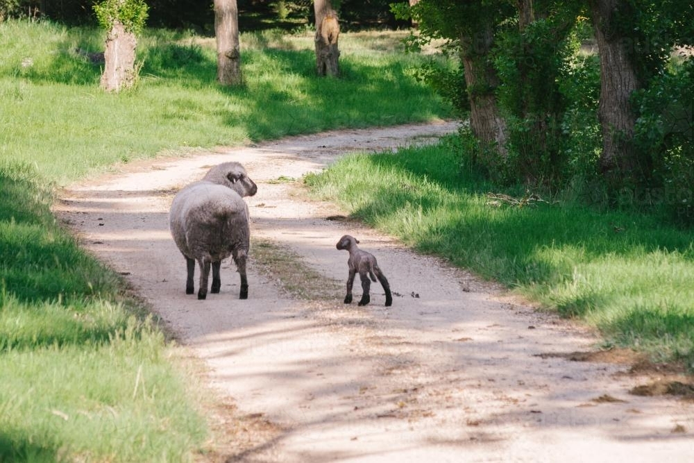 ewe with her new lamb on a rural lane - Australian Stock Image