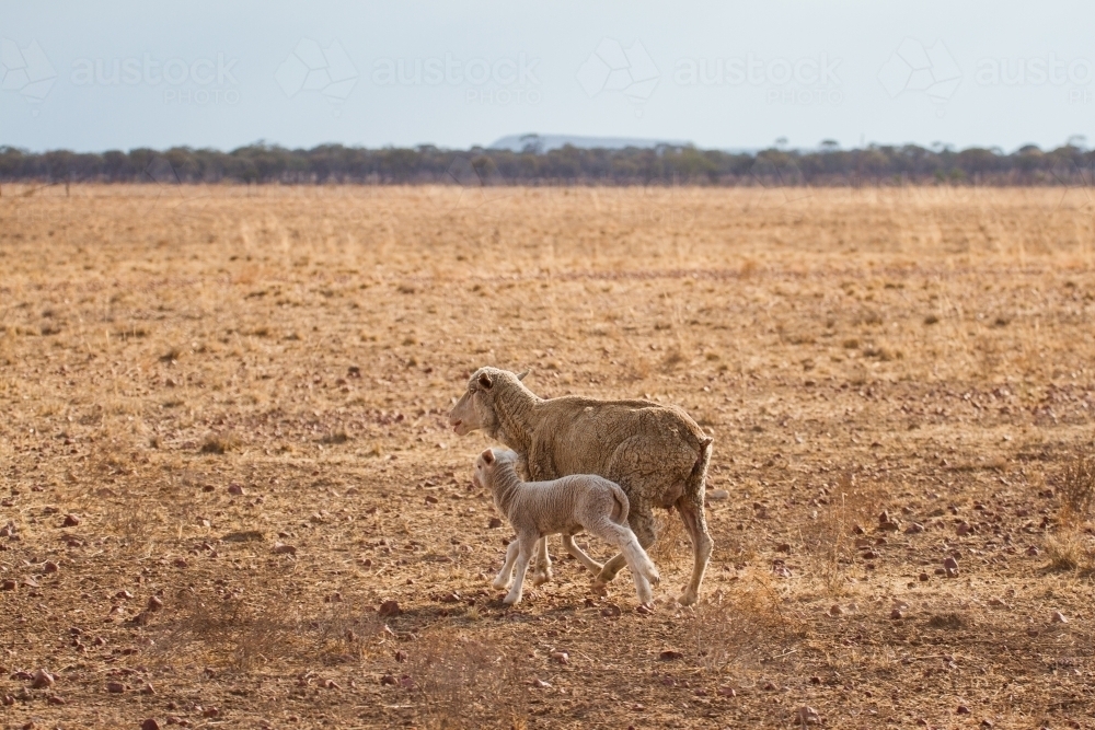 Ewe with lamb in paddock - Australian Stock Image
