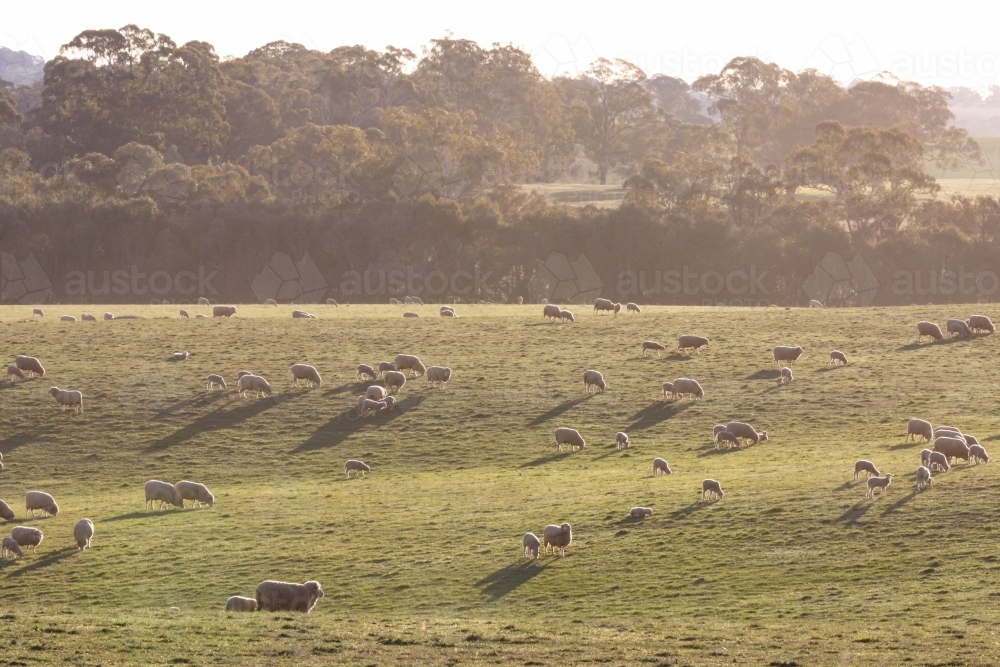 Lambs In Paddock Image of ewes and lambs grazing at sunset in front of paddock trees ...