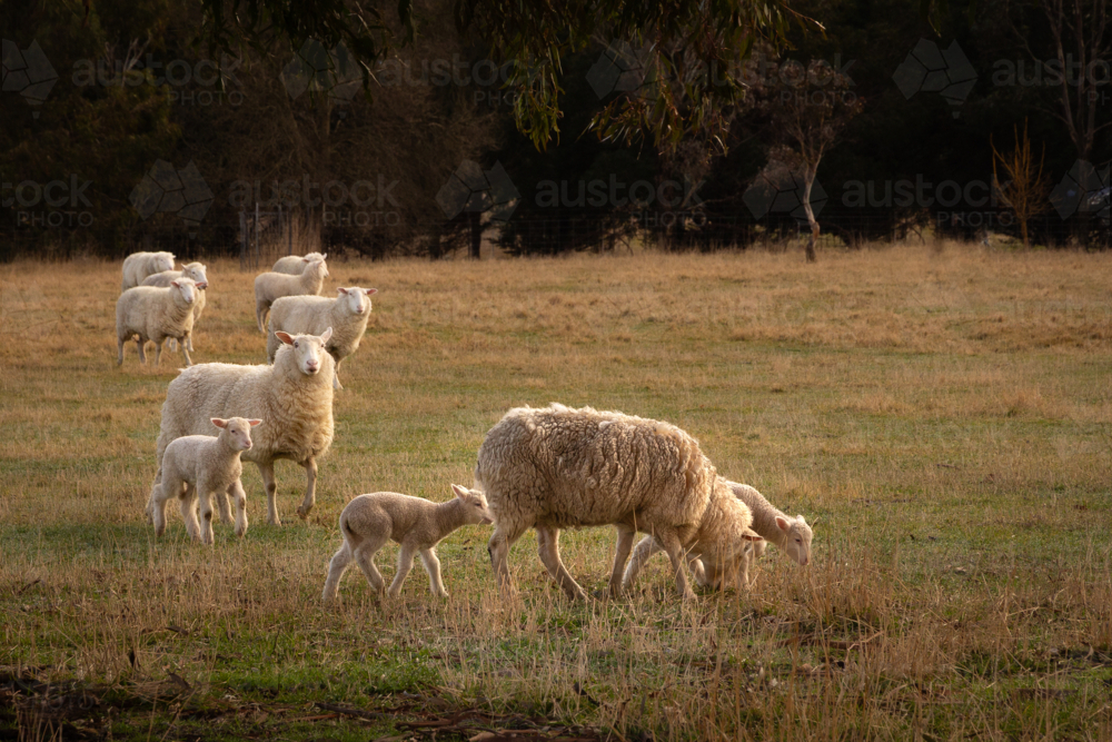 Ewes and lambs grazing in a pasture on winter’s morning - Australian Stock Image