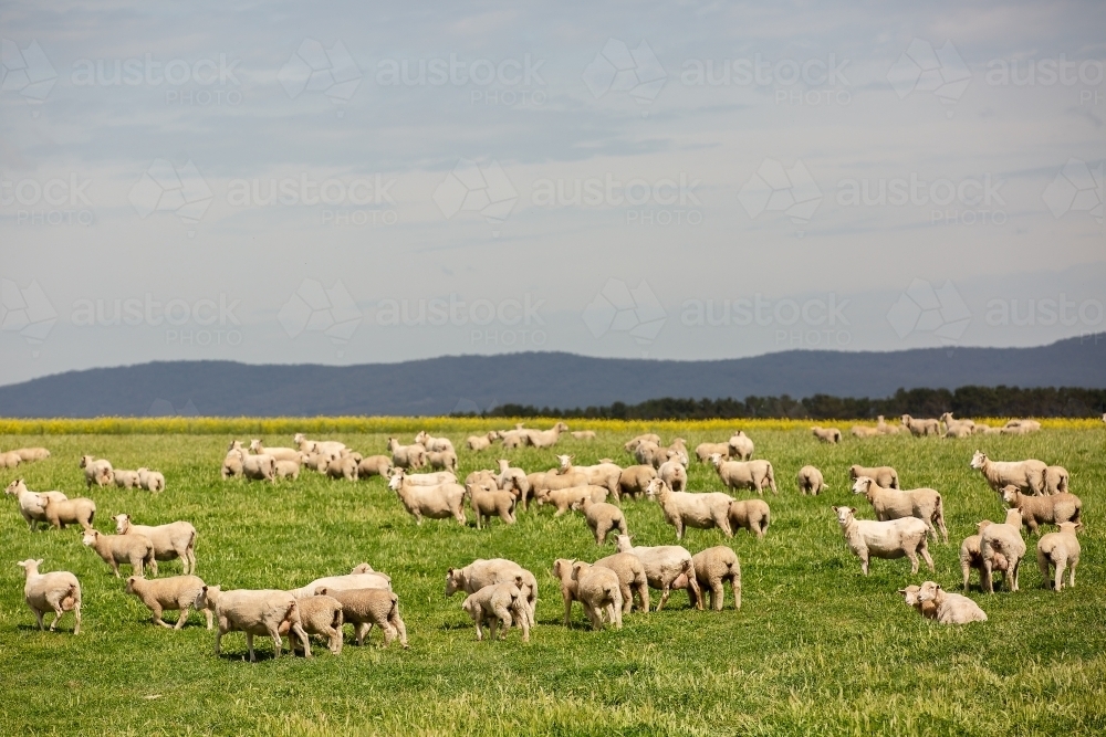 Ewes and lambs in a pasture paddock - Australian Stock Image