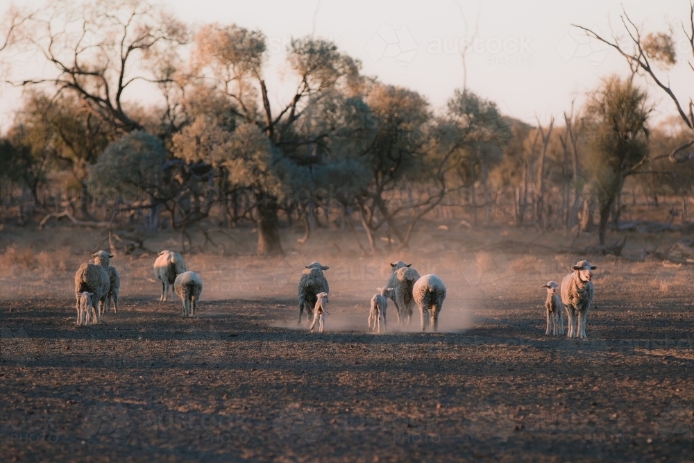 Ewes and lambs in drought - Australian Stock Image