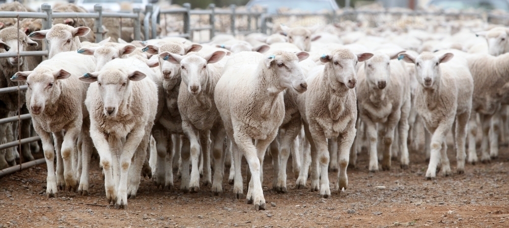 Ewes at a sheep sale - Australian Stock Image