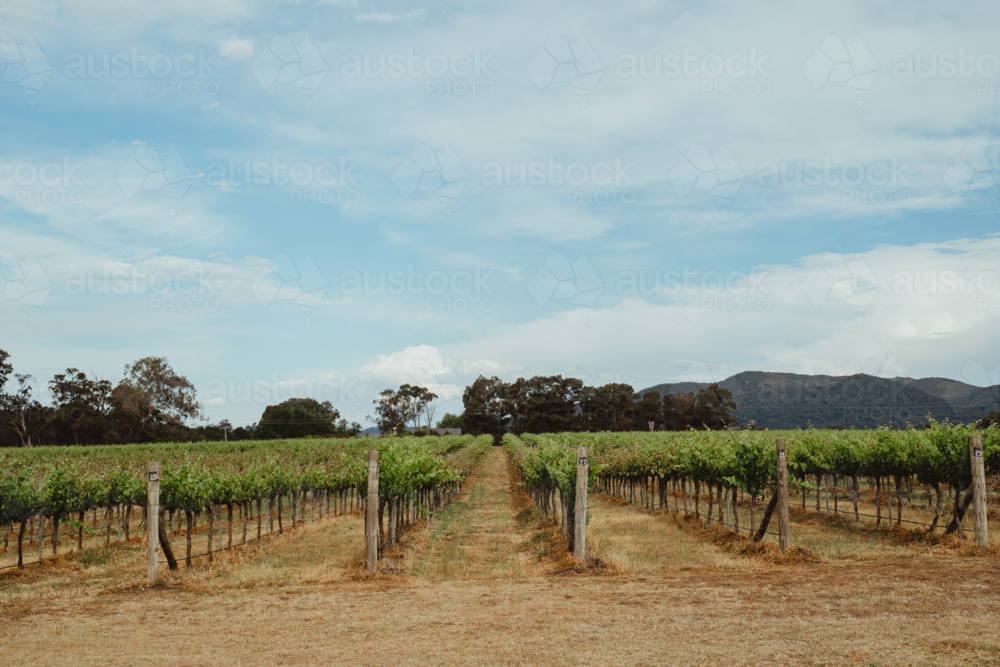 Expansive rows of grapevines in Mudgee, NSW - Australian Stock Image