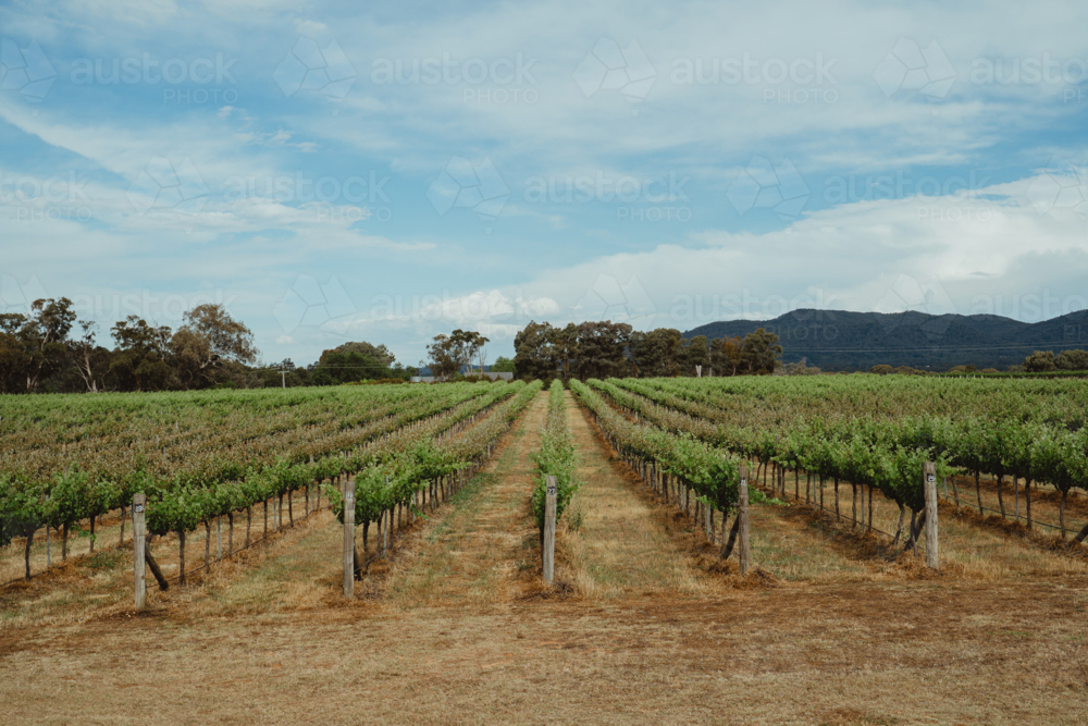 Expansive rows of grapevines in Mudgee, NSW - Australian Stock Image