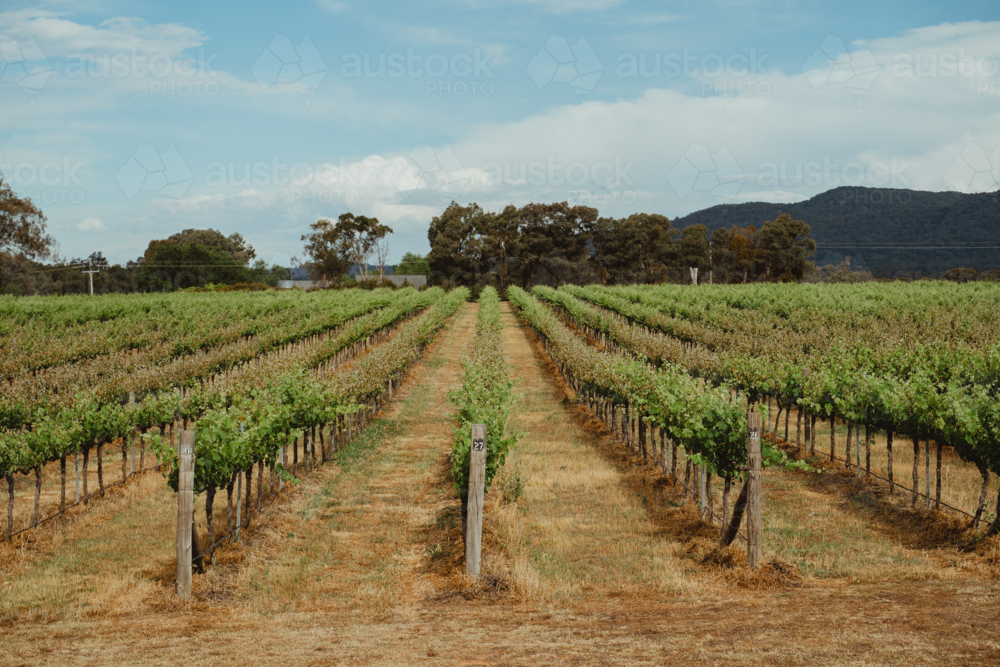 Expansive rows of grapevines in Mudgee, NSW - Australian Stock Image