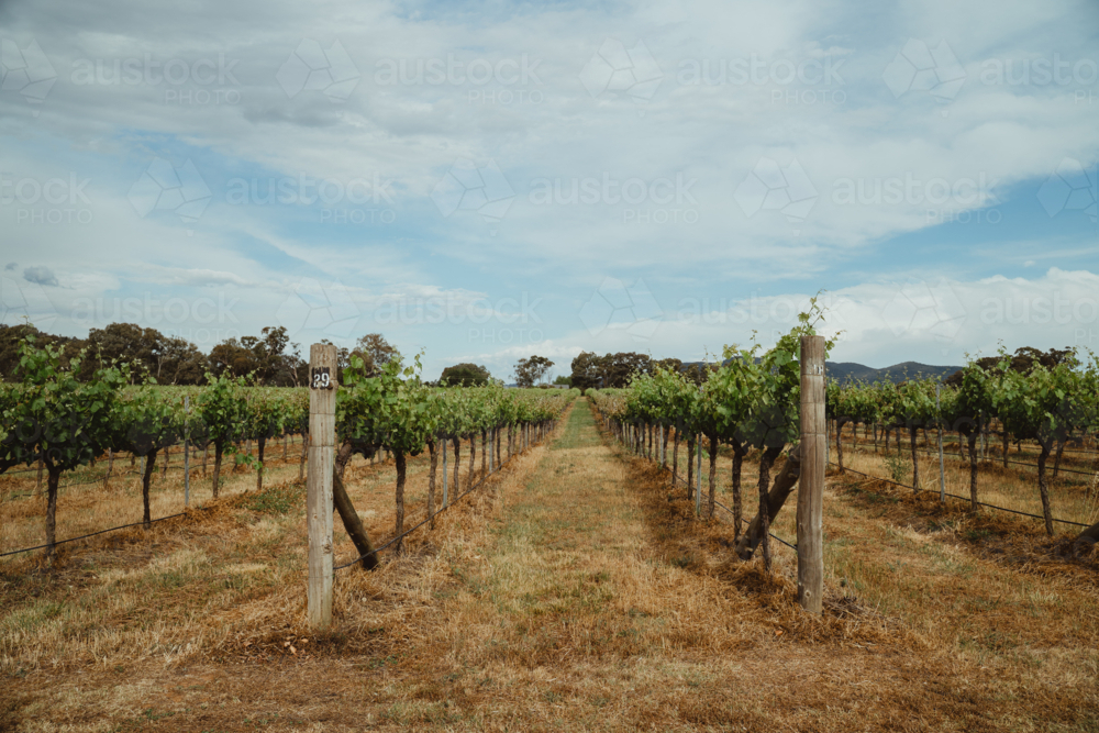 Expansive rows of grapevines in Mudgee, NSW - Australian Stock Image