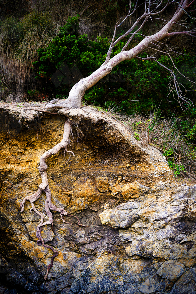 Exposed tree roots clinging to an eroded cliffside - Australian Stock Image