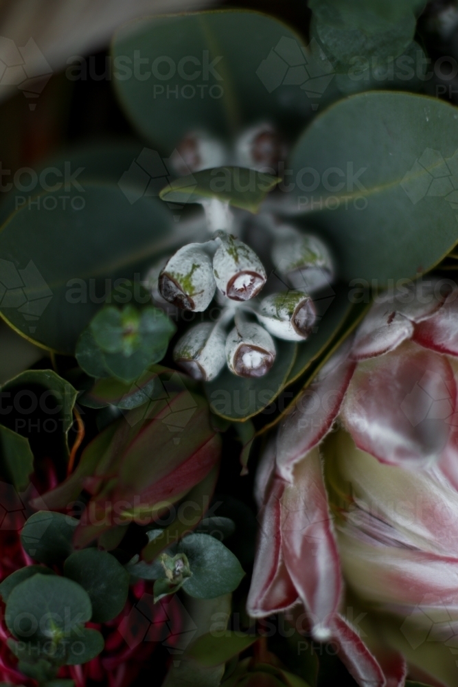 Extreme close up of native gum nuts in a floral arrangement - Australian Stock Image