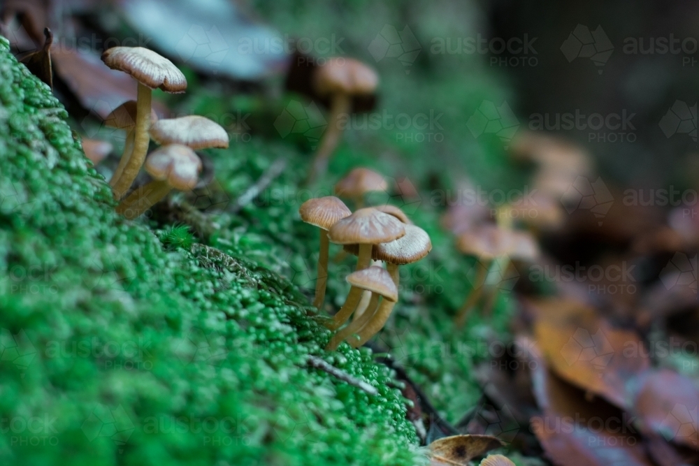 Extreme close up of tiny mushrooms growing among moss of the forest floor - Australian Stock Image