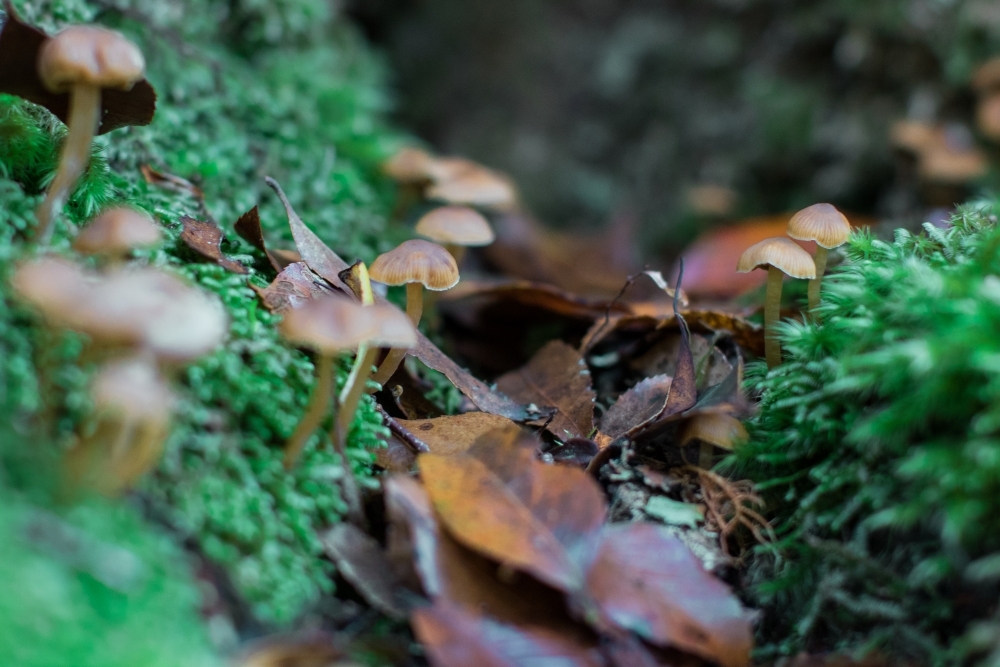 Extreme close up of tiny mushrooms growing amongst the moss of the forest floor - Australian Stock Image