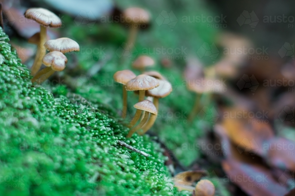 Extreme close up of tiny mushrooms growing amongst the moss of the forest floor - Australian Stock Image
